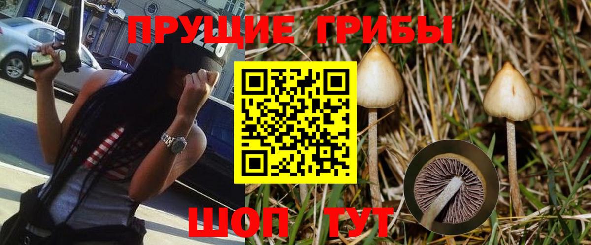 Псилоцибиновые грибы Psilocybe Каменка